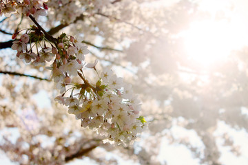 cherry blossom
