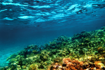 Naklejka na ściany i meble Underwater coral reef on the red sea