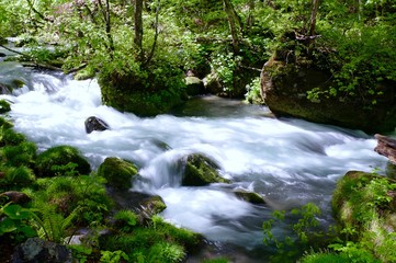 Obraz premium 《奥入瀬渓流》青森県十和田市