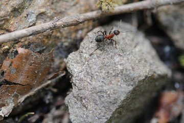 Ant