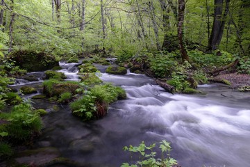 Obraz premium 《奥入瀬渓流》青森県十和田市