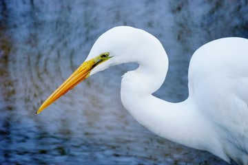 シラサギ
