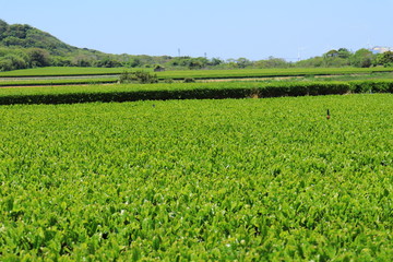 Tea plantation under blue sky in May