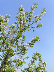 Pear branch, with young green leaves and white flowers against a blue cloudless sky. Spring bloom. Sunny morning.