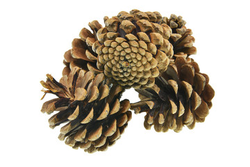 pine cones isolated on white background