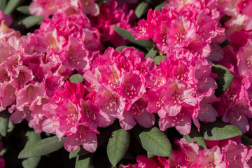 Spring flowers of the rhododendron species. Beautiful flowers in the flowerbed closeup.