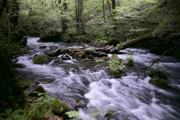 《奥入瀬渓流》青森県十和田市