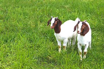 two kid goats standing side by side