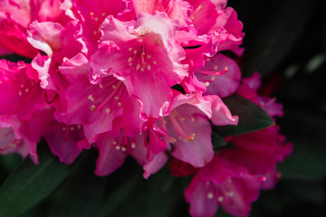 Spring flowers of the rhododendron species. Beautiful flowers in the flowerbed closeup.
