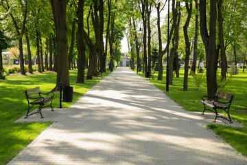 Walking path in the park. Spring blooming park with seating.