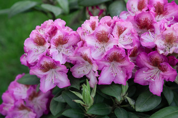 Spring flowers of the rhododendron species. Beautiful flowers in the flowerbed closeup.