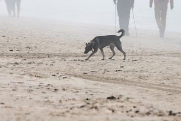 Walkers at Baltic sea in foggy day.