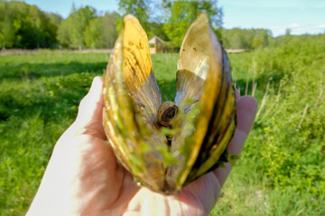 A large shell of freshwater mussel with a snail inside the background of a recreation area near the river in Ukraine.