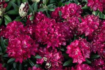 Spring flowers of the rhododendron species. Beautiful flowers in the flowerbed closeup.
