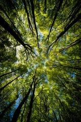  Looking up Green forest. Trees with green Leaves, blue sky and sun light. Bottom view background © Stephen Davies