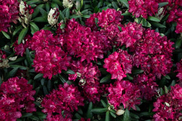 Spring flowers of the rhododendron species. Beautiful flowers in the flowerbed closeup.