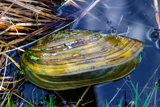 Freshwater mussel shell (anodonta cygnea) in clean water of the river in Ukraine.