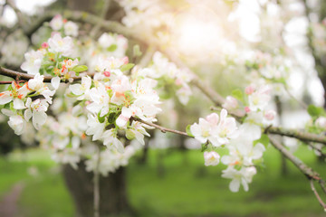 White flowers on a branch of a fruit tree on a background of green grass and sun glare