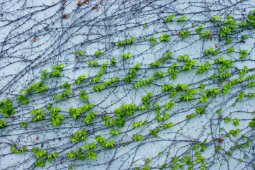 Twigs of ivy with green leaves braided the vertical wall