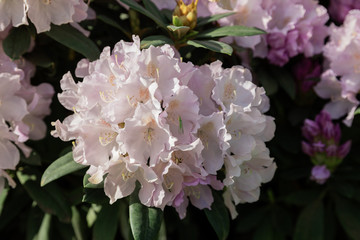 Spring flowers of the rhododendron species. Beautiful flowers in the flowerbed closeup.