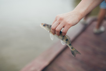 Fishing. Fish in the hands close-up. Fish catch