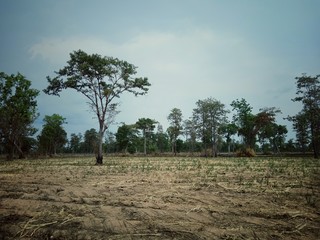 Trees in wide open fields