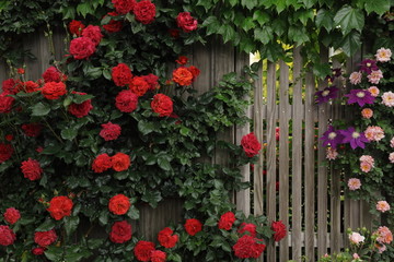 Fototapeta na wymiar 木製の柵を覆った赤い蔓バラ