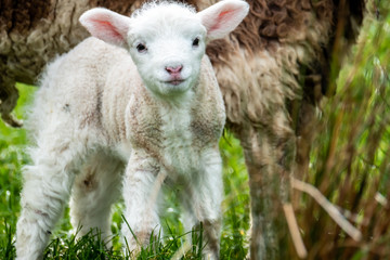 Fototapeta premium Cute little lambs grazing in a field in Ireland