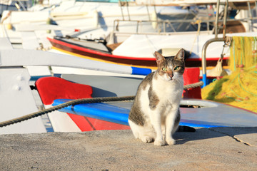 A stray cat sits in the port near the boats in the soft sunshine on the sea water background