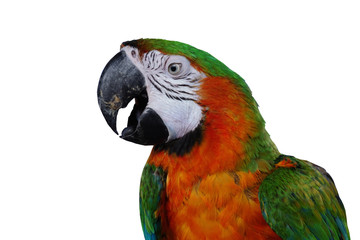 Beautiful colored parrots with white background