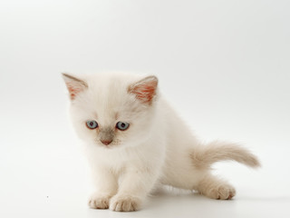 Fototapeta na wymiar little funny kittens on a white background