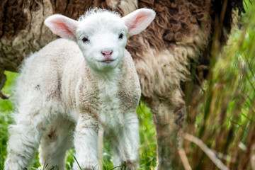 Cute little lambs grazing in a field in Ireland