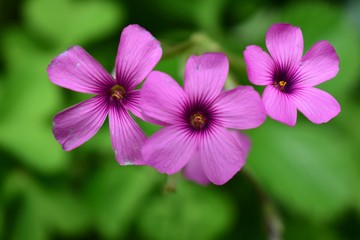 purple flower