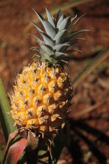 ananas © Aleksander