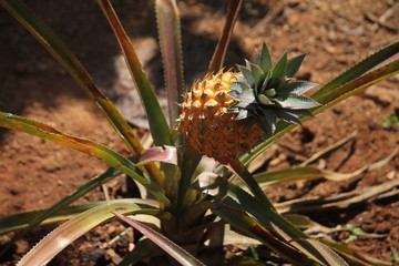 ananas