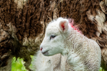 Cute little lambs grazing in a field in Ireland