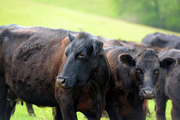 Fototapeta premium Angusrinder auf der Weide