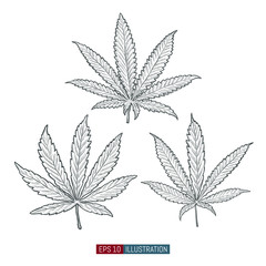 Hand drawn marijuana. Cannabis leaves isolated. Template for your design works. Engraved style vector illustration.
