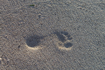 Fototapeta na wymiar Single footprint in the sand at dusk