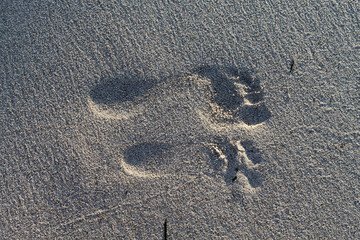 Fototapeta na wymiar child and parent footprints in the sand