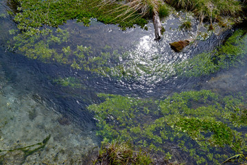 Top view to a swamp. Sun reflecting in the water with grass and moss. Altai Republic, Russia.