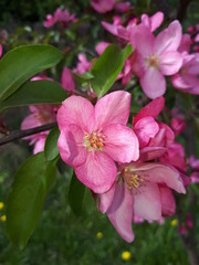 Цветение яблони