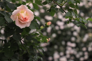 キュートな鼻のような薔薇の花びら