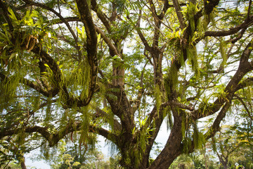 View of a beautiful tree with twining and hanging leaves of a parasitic plant against the blue sky. Nature Of South America.