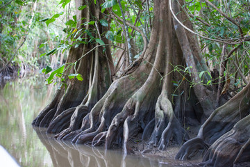 The roots of trees in the water channel of the jungle of Guyana. Nature Of South America.