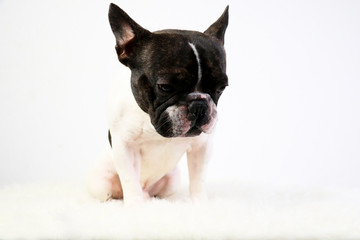 bouledogue, français, animal de compagnie, 