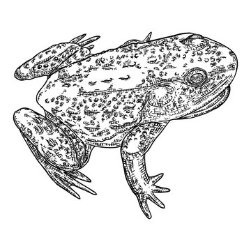 Frog line illustration.  Anuran or poison toad hand drawing. Black and white drawn witchcraft, voodoo magic attribute. Illustration for Halloween. Vector.