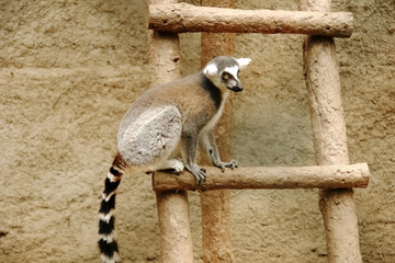 Ring-tailed lemur sitting on a wooden ladder at the zoo. © dragunoff