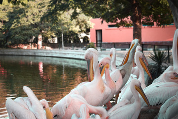 folk of ducks having fun on the river bank 