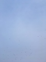 blue sky with birds